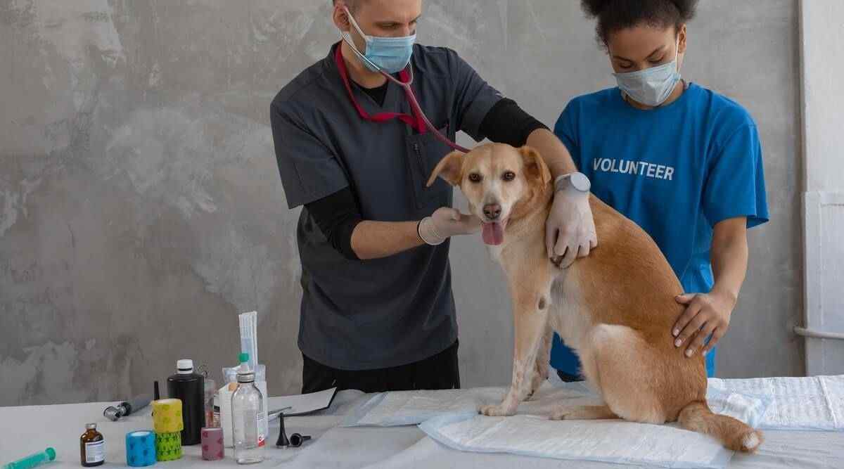 How to Become a Veterinary Doctor in India - A Complete Guide - Getmyuni