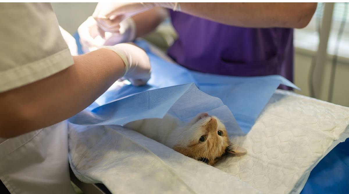 TSPSC Veterinary Assistant Surgeon Recruitment 